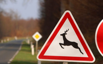 Preventing Wildlife Collisions